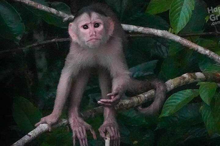 Yasuni Tours - 4 Days 3 Nights - From Puyo, Pastaza - Ecuador