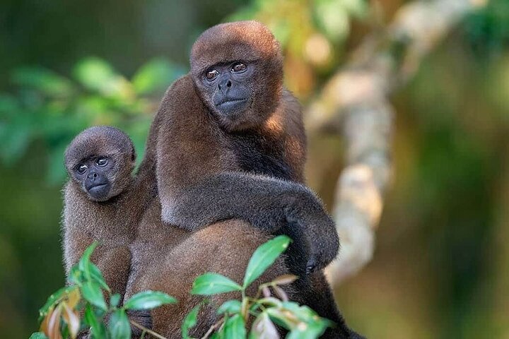 Yasuni Tours - 4 Days 3 Nights - From Puyo, Pastaza - Ecuador