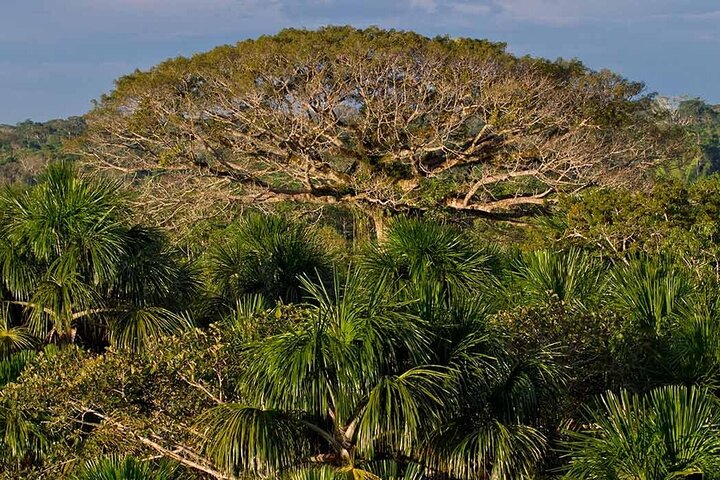 Yasuni Tours - 4 Days 3 Nights - From Puyo, Pastaza - Ecuador