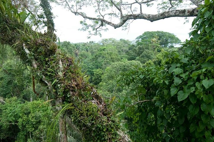 Yasuni Tours - 4 Days 3 Nights - From Puyo, Pastaza - Ecuador