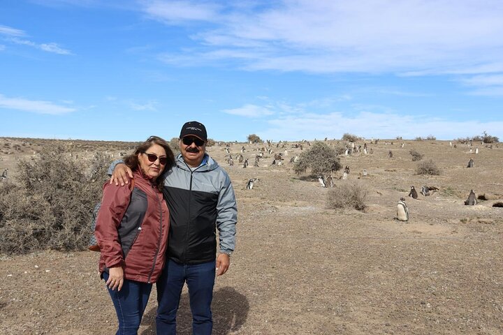 Walk with the Penguins- EARLY BOOKING -20% OFF Cruise Passengers