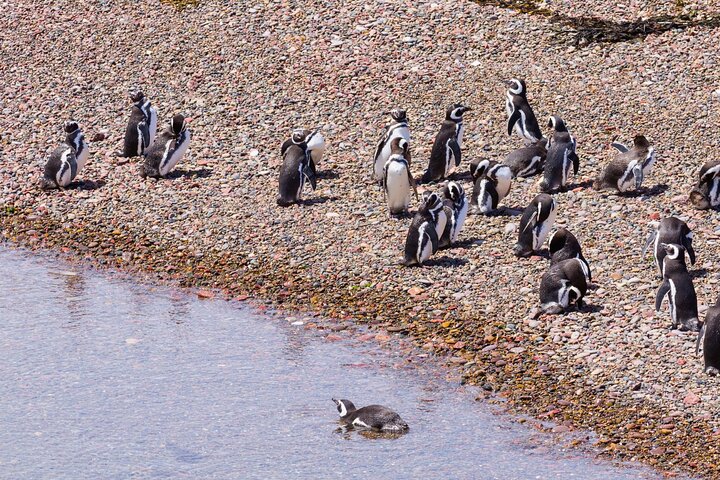 Walk with the Penguins- EARLY BOOKING -20% OFF Cruise Passengers