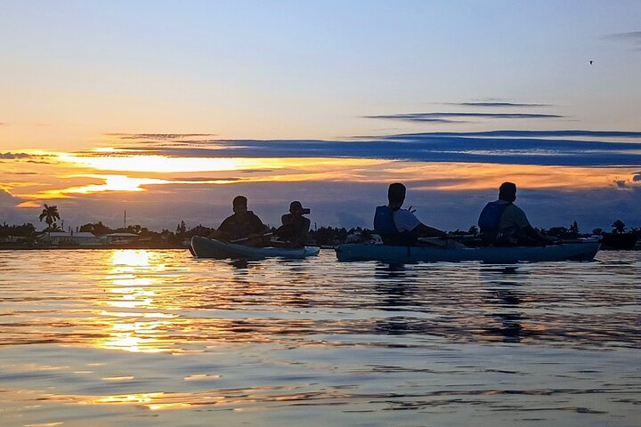Kayak Tours and Rentals. Dolphins, Manatees, and Bioluminescence!