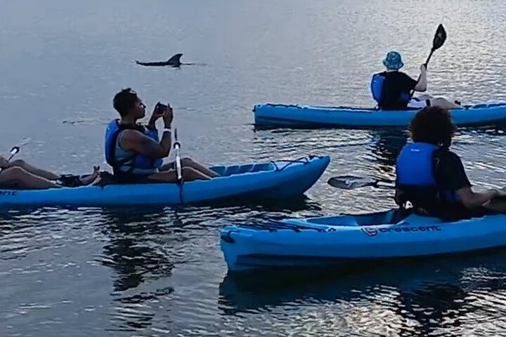 Kayak Tours and Rentals. Dolphins, Manatees, and Bioluminescence!