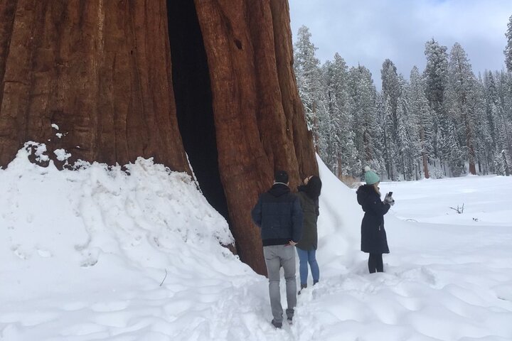 Sequoia National Park Small-Group Tour from Three Rivers