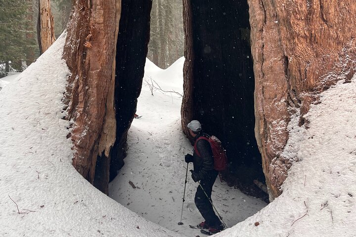 Sequoia National Park Tour from Wuksachi Lodge