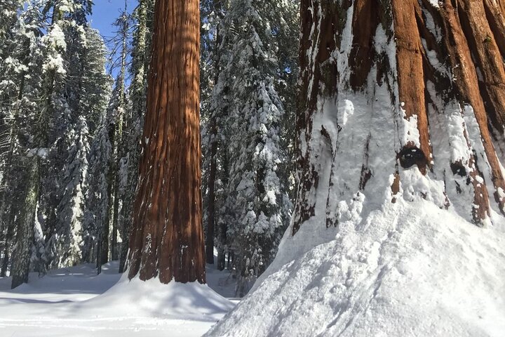Sequoia National Park Tour from Wuksachi Lodge