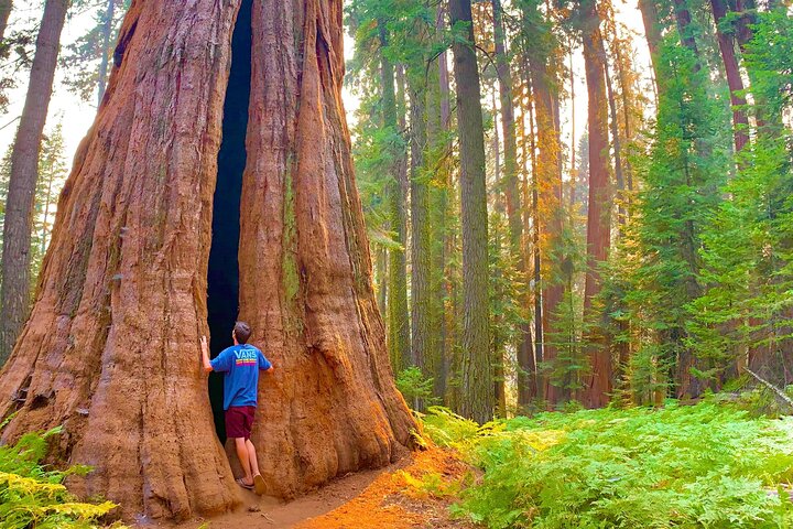 Sequoia National Park Tour from Wuksachi Lodge
