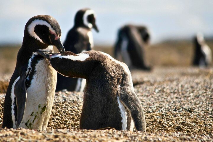 Walk with the Penguins- EARLY BOOKING -20% OFF Cruise Passengers