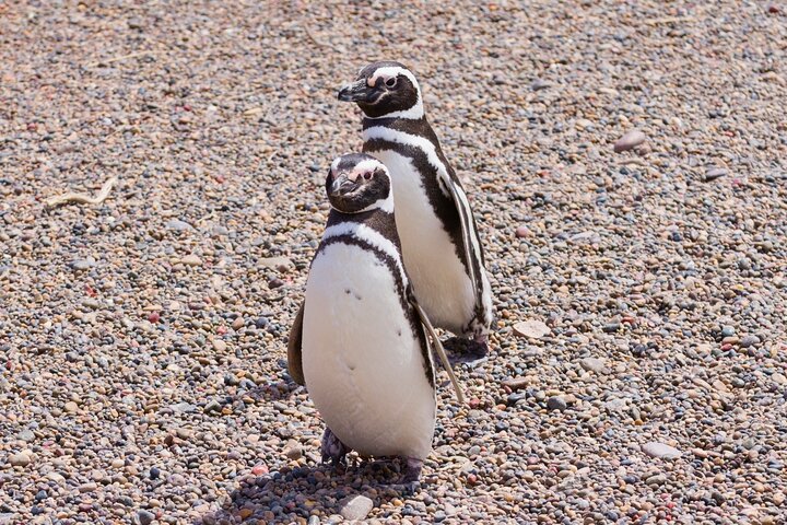 Walk with the Penguins- EARLY BOOKING -20% OFF Cruise Passengers