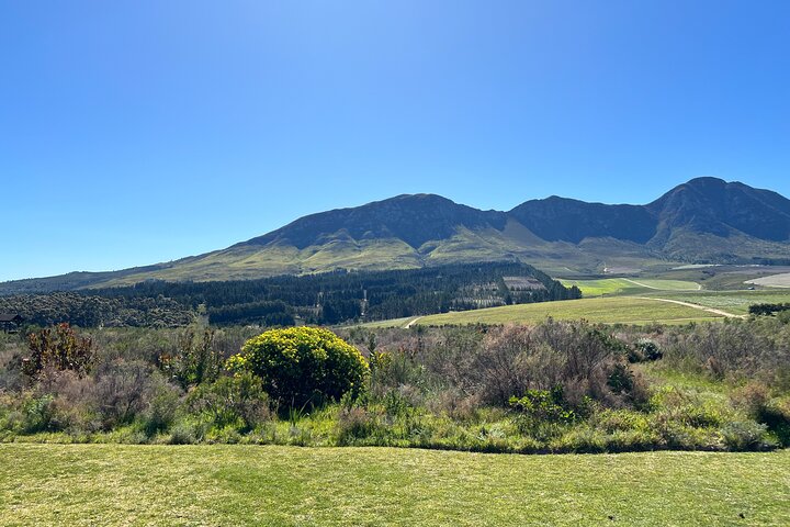 Private Full Day Hermanus Tour