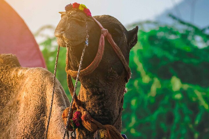 Pushkar City Tour With Camel Safari Lunch and Guide