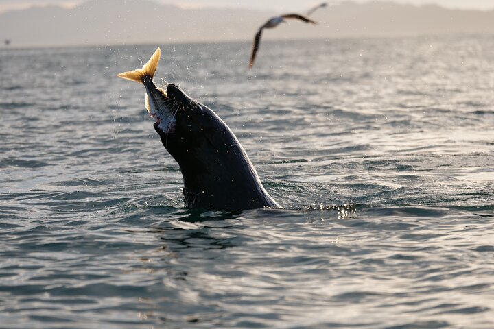 Private Seal Kayaking and Wildlife Tour in Kaikoura