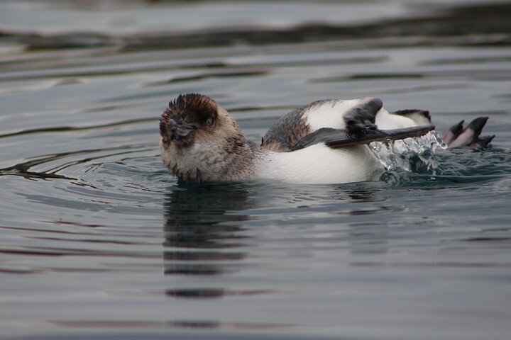 Private Seal Kayaking and Wildlife Tour in Kaikoura
