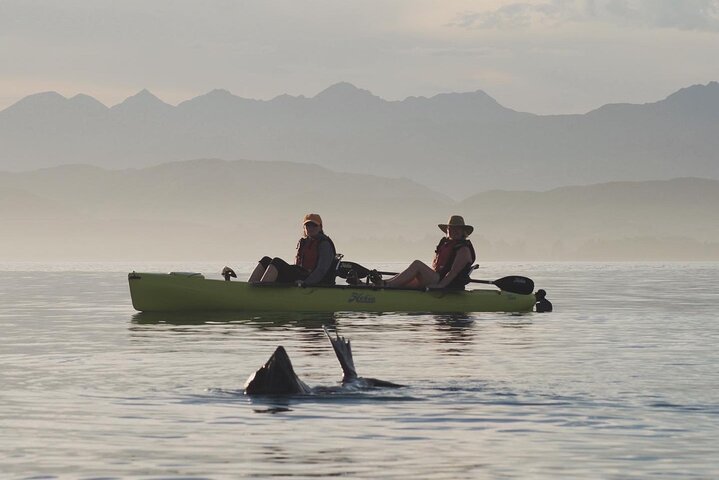 Private Seal Kayaking and Wildlife Tour in Kaikoura