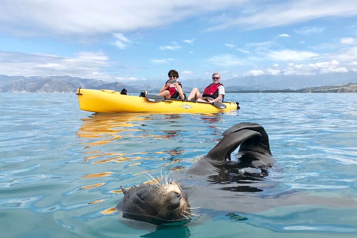 Private Seal Kayaking and Wildlife Tour in Kaikoura