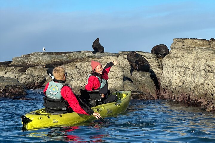 Private Seal Kayaking and Wildlife Tour in Kaikoura