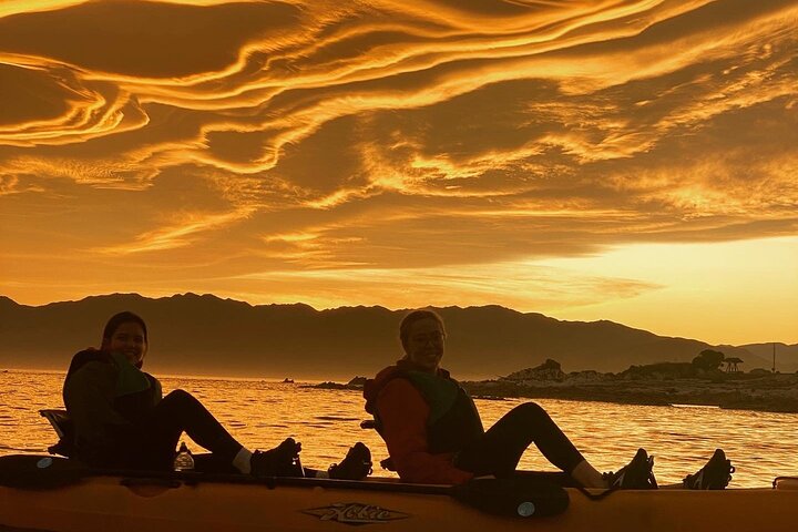 Private Seal Kayaking and Wildlife Tour in Kaikoura