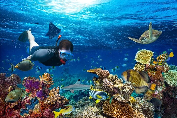 Dimaniyat Islands Snorkeling Tour
