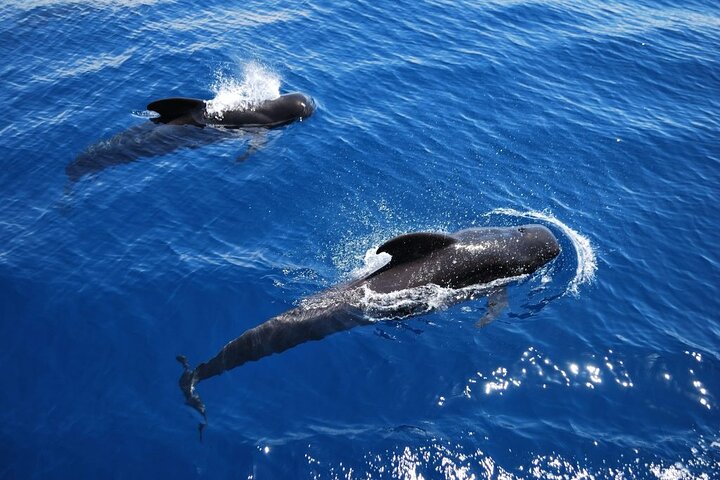 Tenerife Whale and Dolphin Watching + SWIM STOP