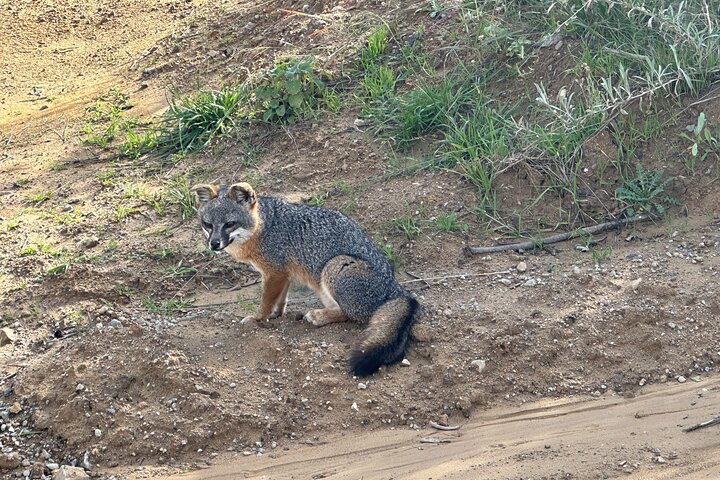 Catalina Island 2-Hour Inside Adventure Tour