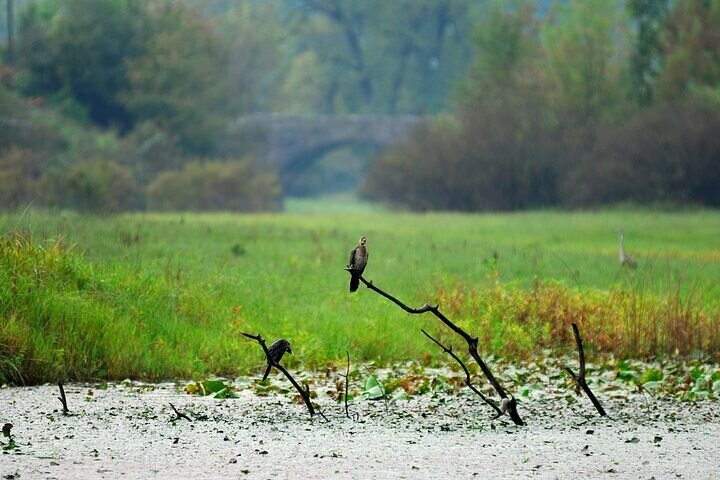 Virpazar Skadar Lake Boat Tour with Wildlife & Nature