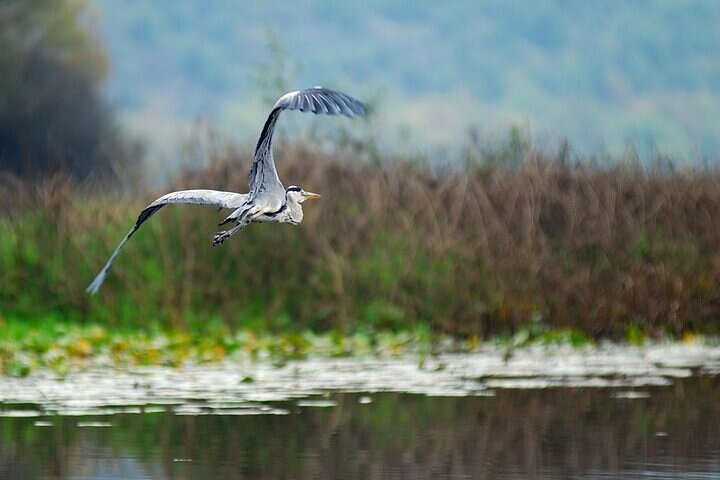 Virpazar Skadar Lake Boat Tour with Wildlife & Nature