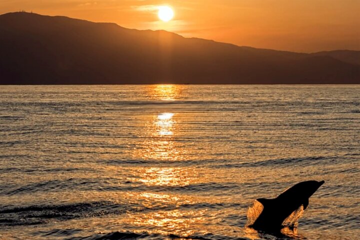 Medulin: 85% Dolphin Sunset Cruise, All-Inclusive & Face Painting