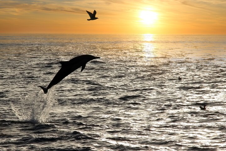 Medulin: 85% Dolphin Sunset Cruise, All-Inclusive & Face Painting