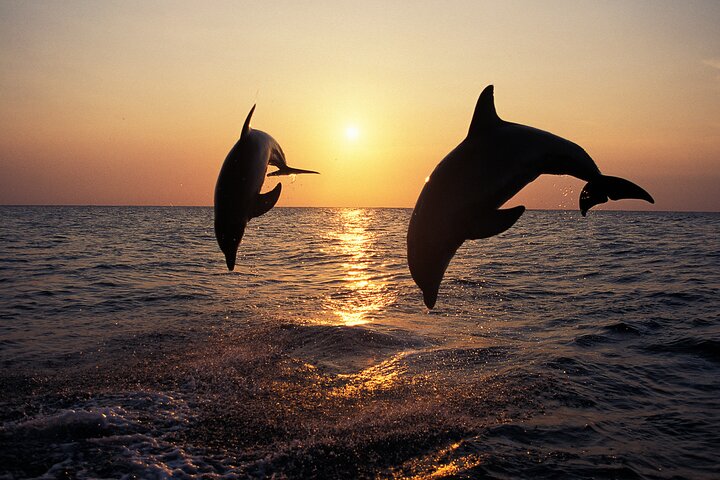 Medulin: 85% Dolphin Sunset Cruise, All-Inclusive & Face Painting