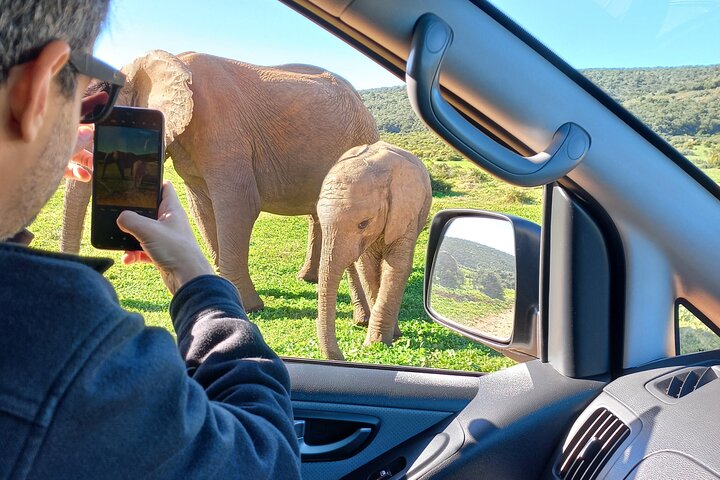 Addo Elephant Park Full day big 5 Safari