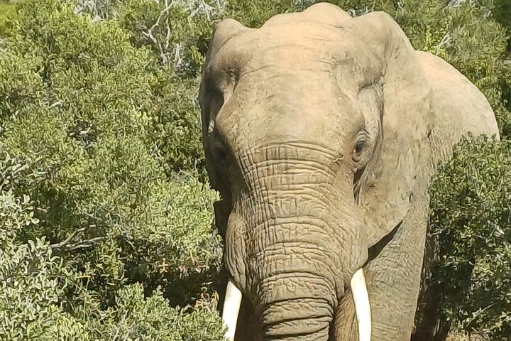 Addo Elephant Park Full day big 5 Safari