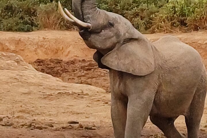 Addo Elephant Park Full day big 5 Safari