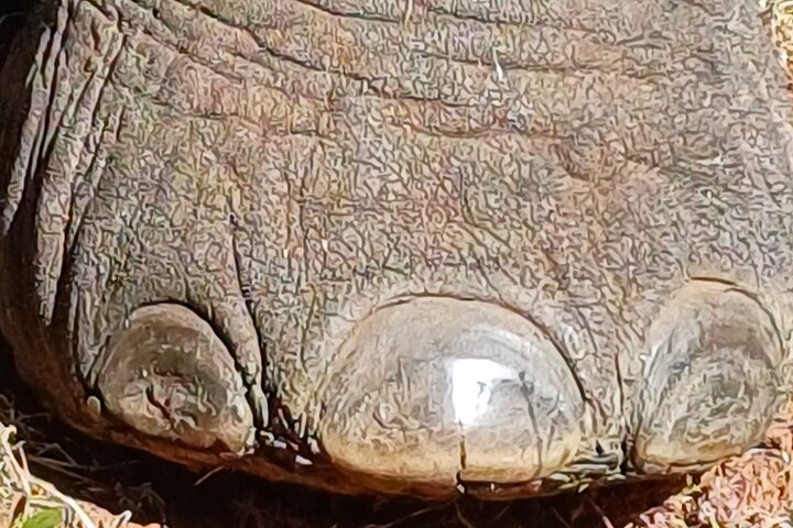 Addo Elephant Park Full day big 5 Safari