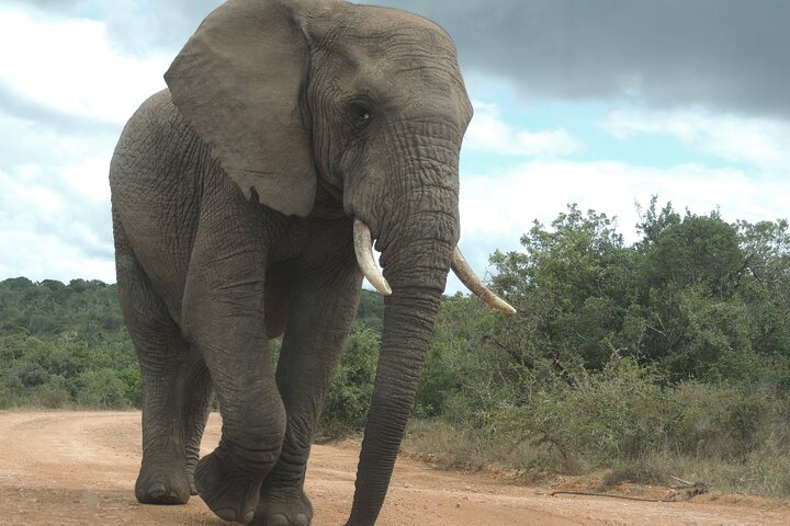 Addo Elephant Park Full day big 5 Safari