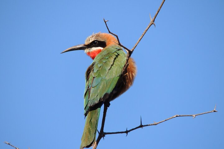 Addo Elephant Park Full day big 5 Safari
