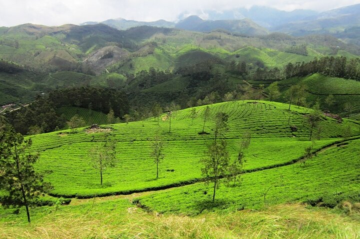 Munnar Tea Trail Tour , Tea factory visit & Tea Tasting