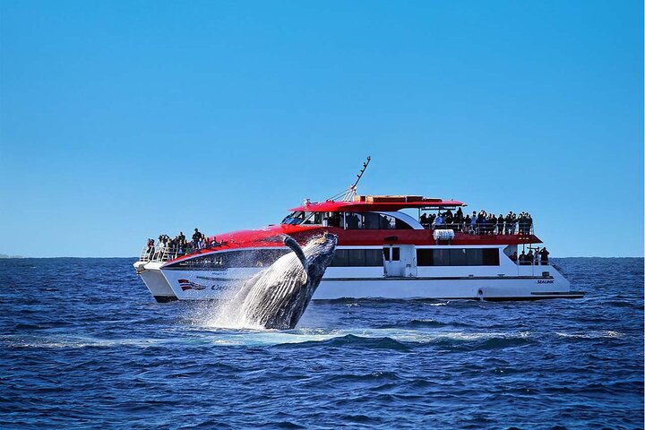Sydney Whale Watching Cruise with Whale Sighting Guarantee