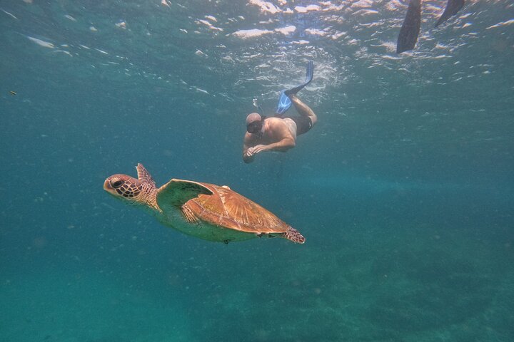 Private Snorkeling with turtles in Fujairah