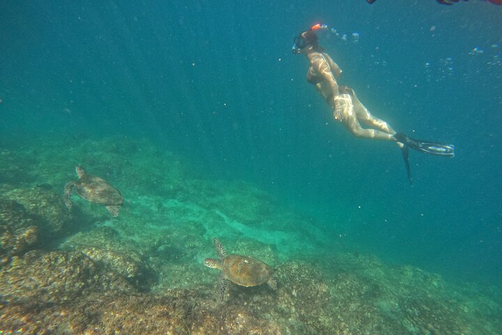 Private Snorkeling with turtles in Fujairah
