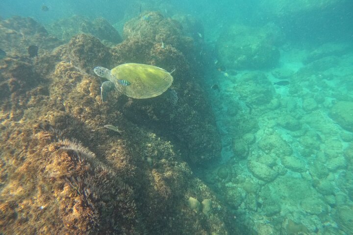Private Snorkeling with turtles in Fujairah