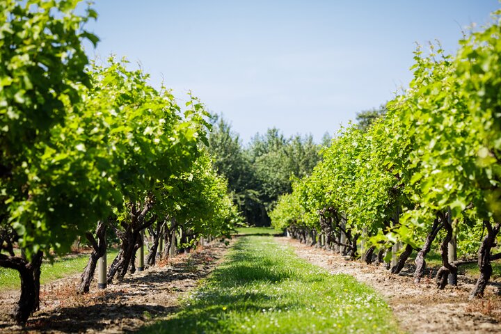 Tour and Tasting Experience