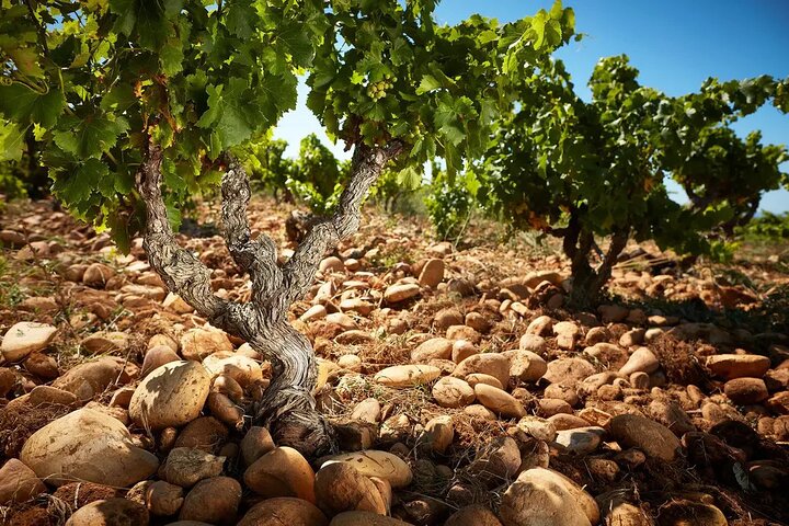 Wine Tasting Tour at Châteauneuf du Pape