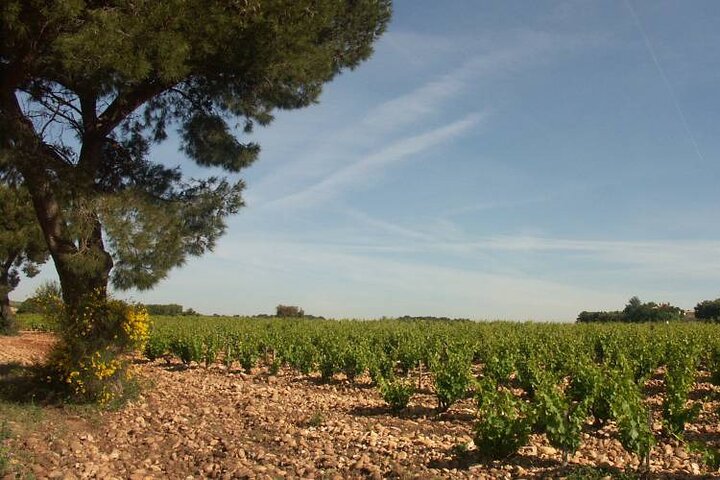 Wine Tasting Tour at Châteauneuf du Pape