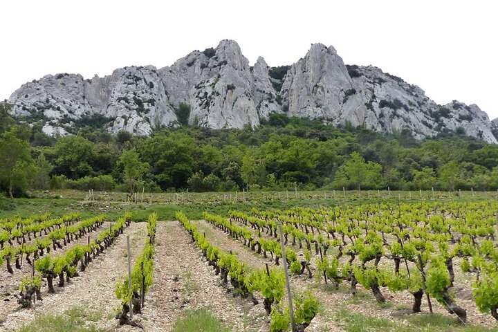 Wine Tasting Tour at Châteauneuf du Pape