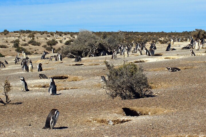 Walk with the Penguins- EARLY BOOKING -20% OFF Cruise Passengers