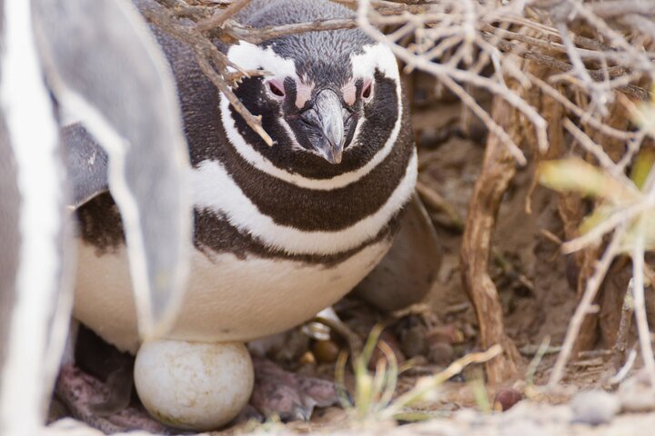 Walk with the Penguins- EARLY BOOKING -20% OFF Cruise Passengers