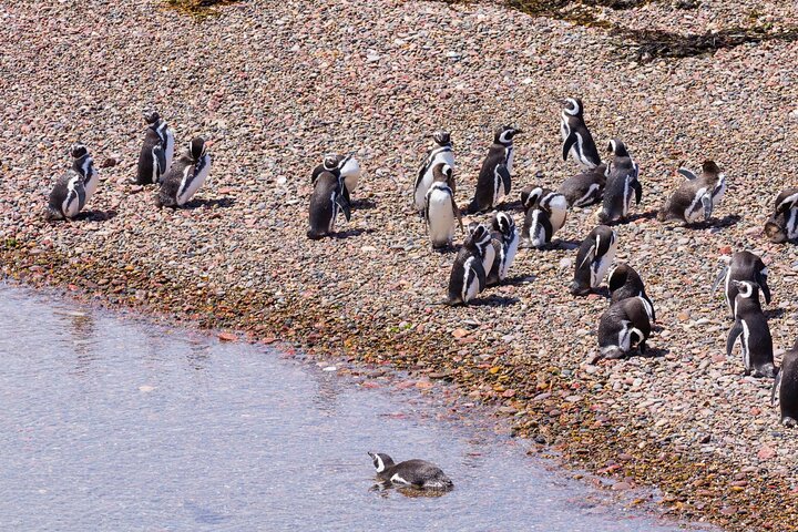 Walk with the Penguins- EARLY BOOKING -20% OFF Cruise Passengers