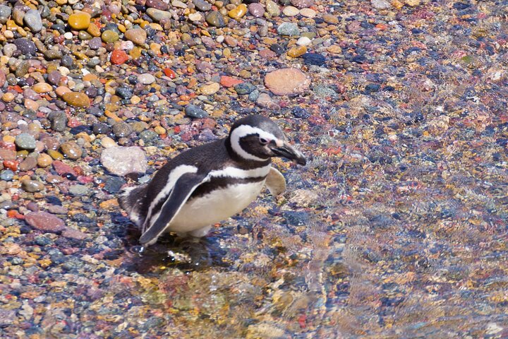 Walk with the Penguins- EARLY BOOKING -20% OFF Cruise Passengers