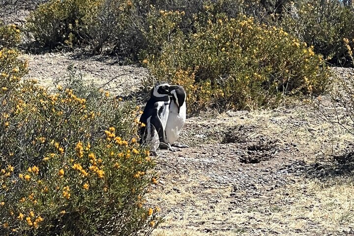 Walk with the Penguins- EARLY BOOKING -20% OFF Cruise Passengers